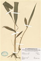 藏品(棕葉狗尾草)的圖片